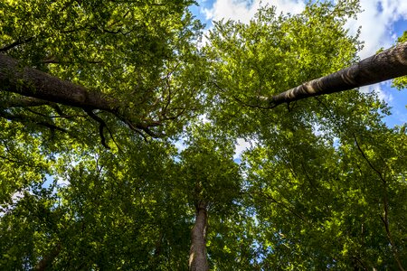 Nature leaves green
