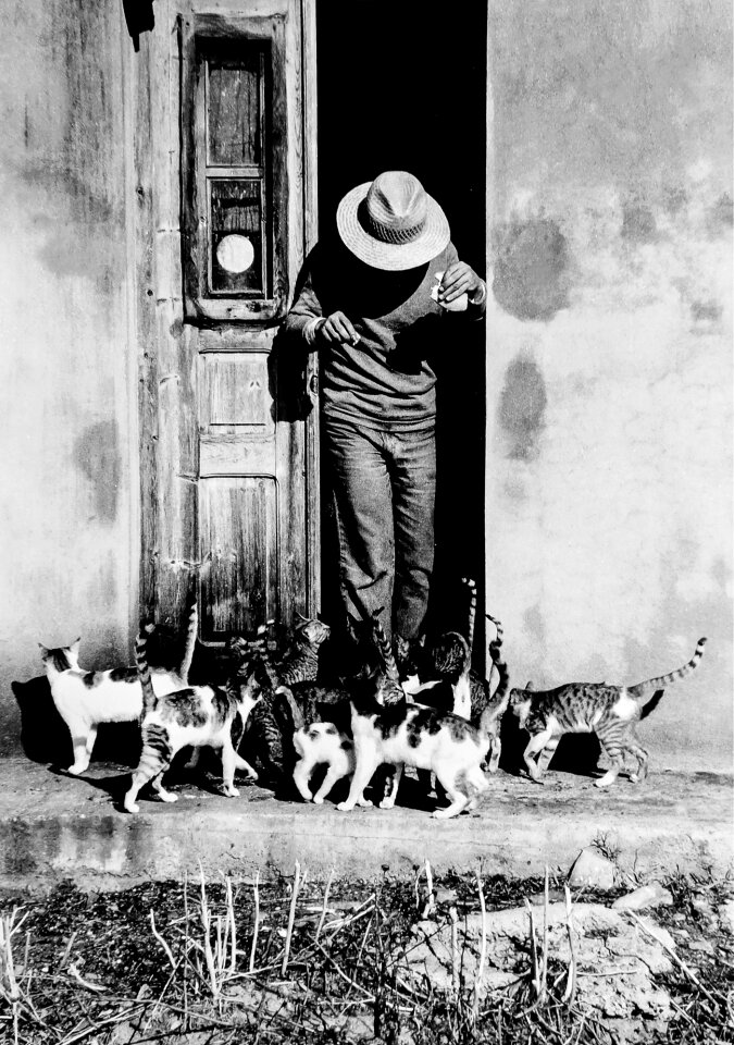 Europe cat cats