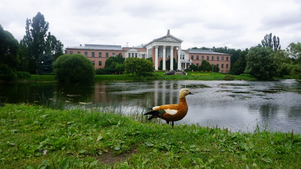 Animal bird design photo