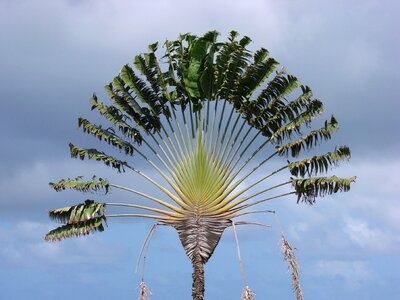 Ravenala palm ravenala madagascariensis photo