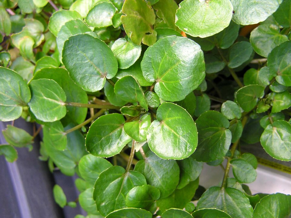 Healthy food plant