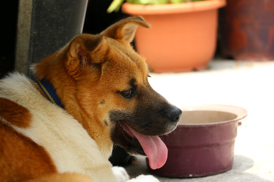 Dog korean dog country dog