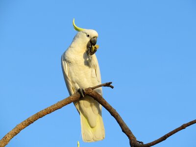 Birds avian australia