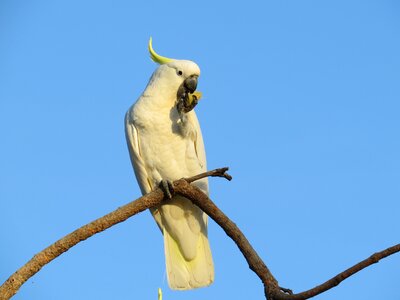 Birds avian australia photo