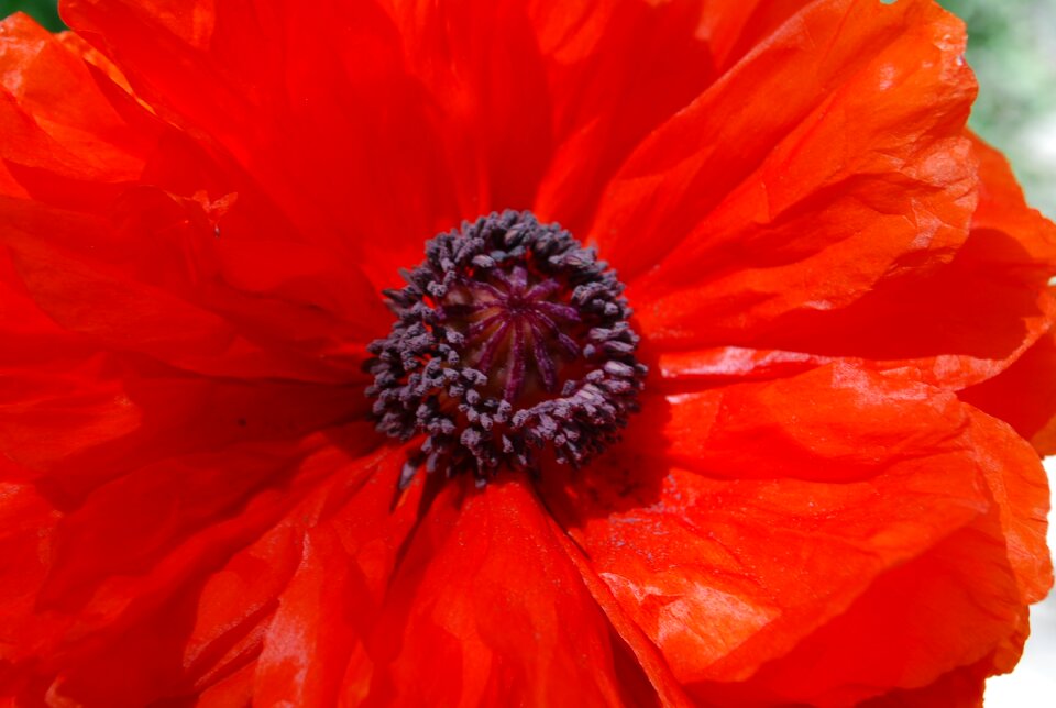 Red flower red garden red gardening
