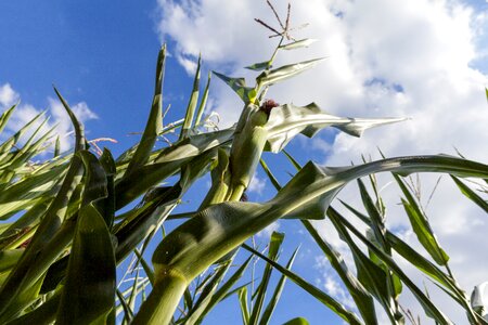 Field cereals cornfield photo