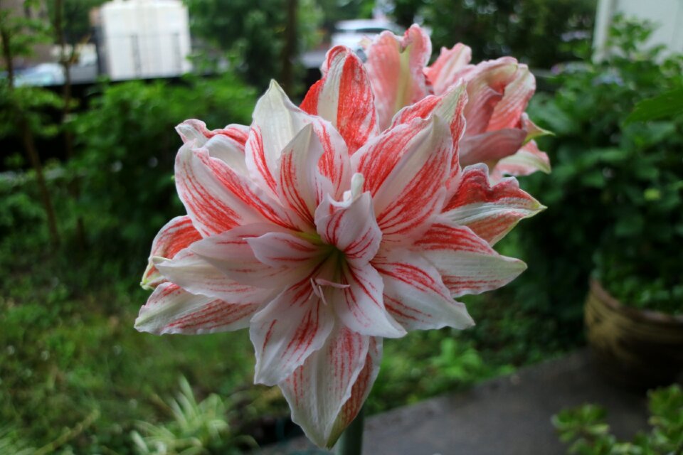 Flowers red and white plant