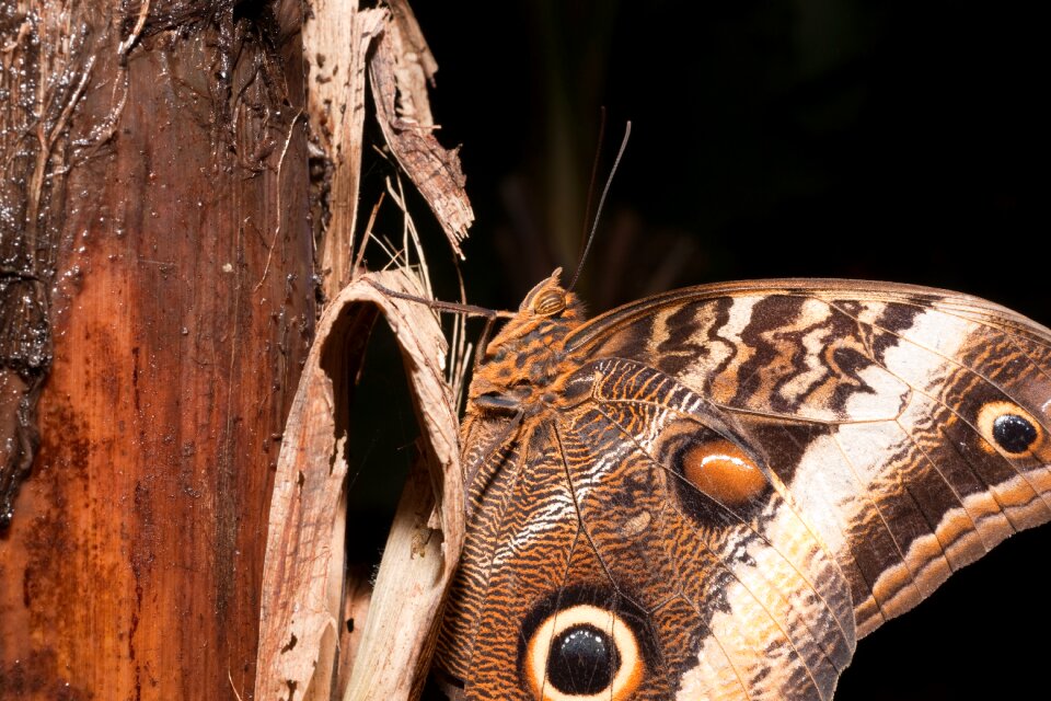 Slightly insect wing