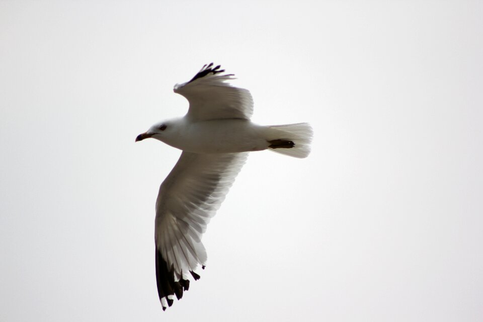 Flight bird