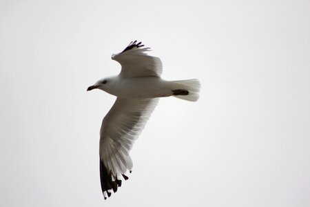 Flight bird photo