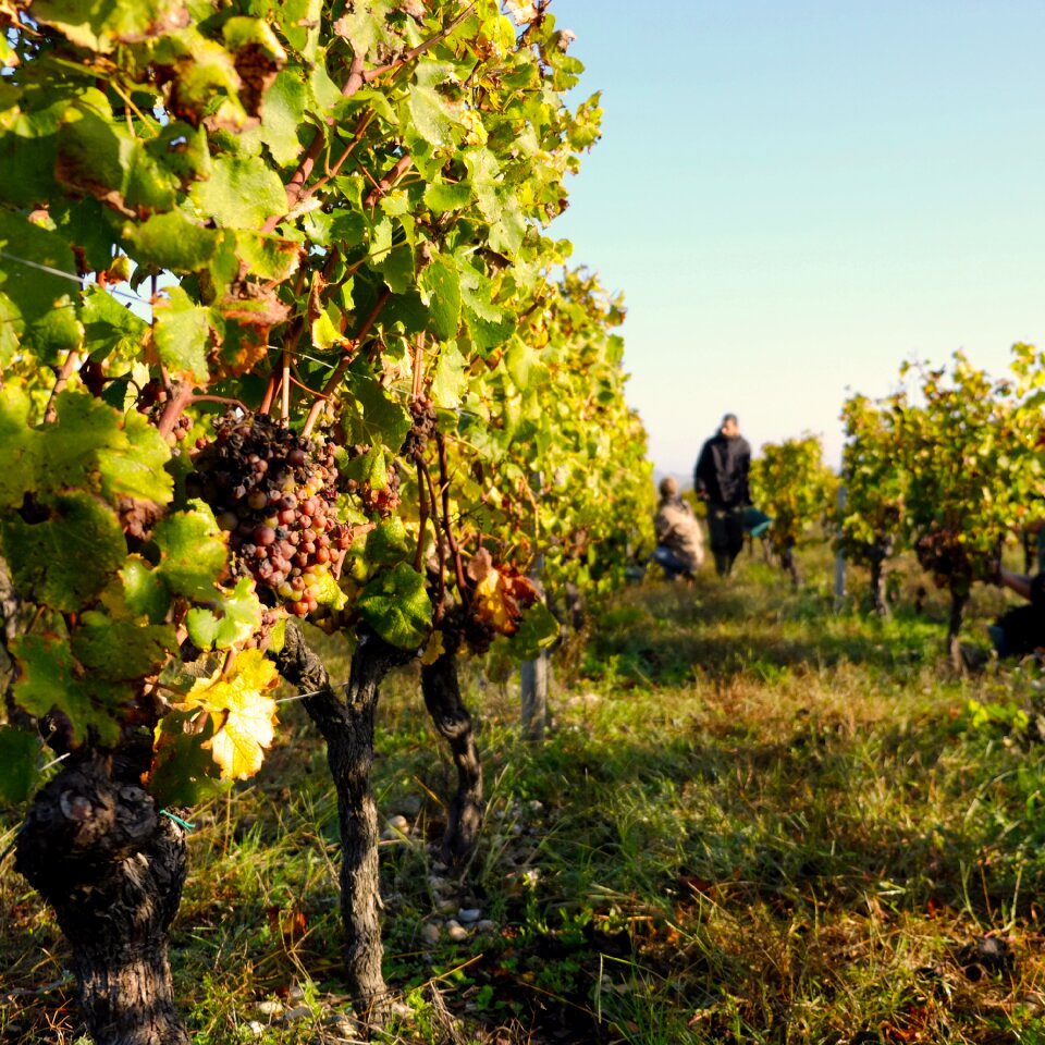 Bordeaux aqutaine pf