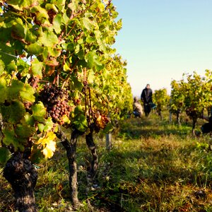 Bordeaux aqutaine pf