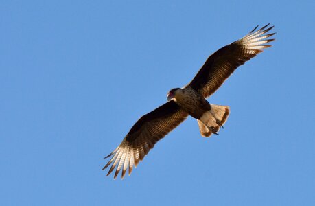 Bird in flight bird wings photo