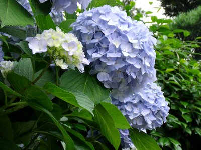 Hydrangea blue flowers plant photo