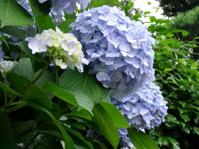 Hydrangea blue flowers plant