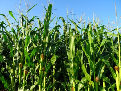 Corn corn plants fodder maize photo