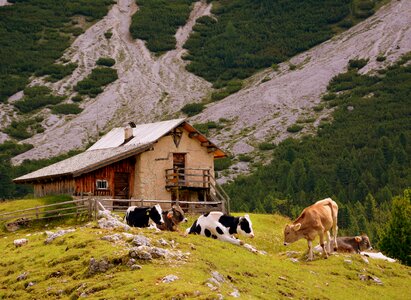 Cows stable mountain photo