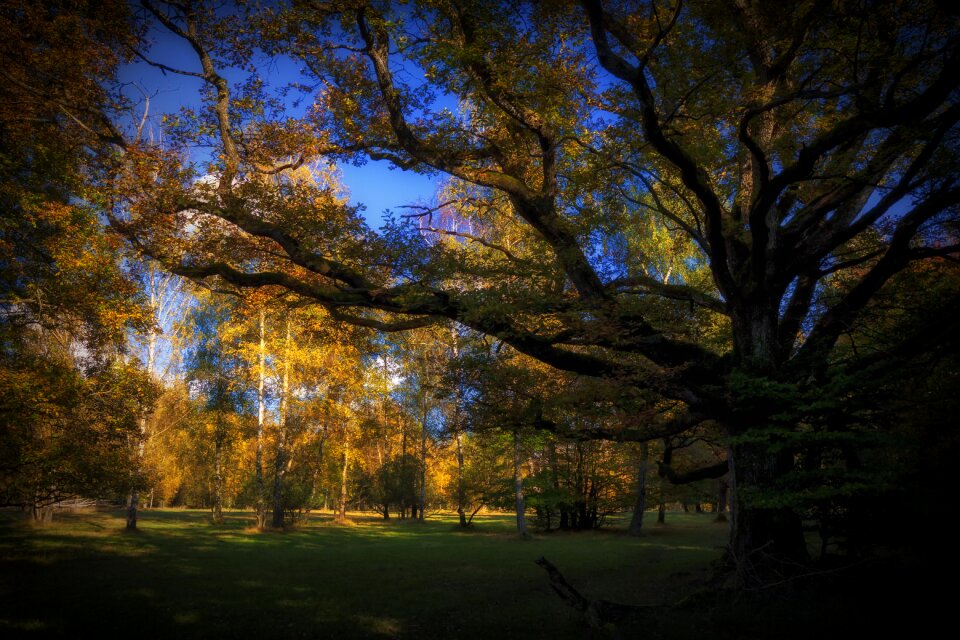 Trees dark atmosphere