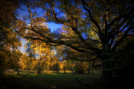 Trees dark atmosphere
