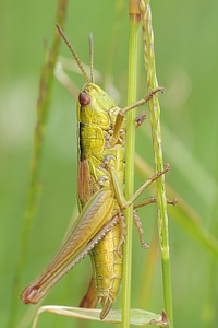 Grasshopper insect macro