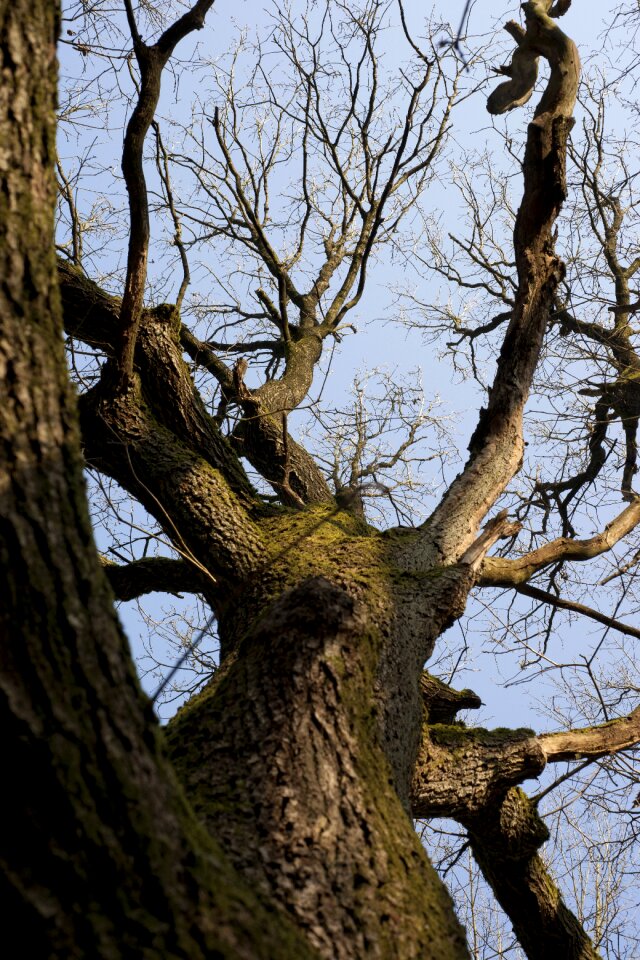 Landscape forests old tree
