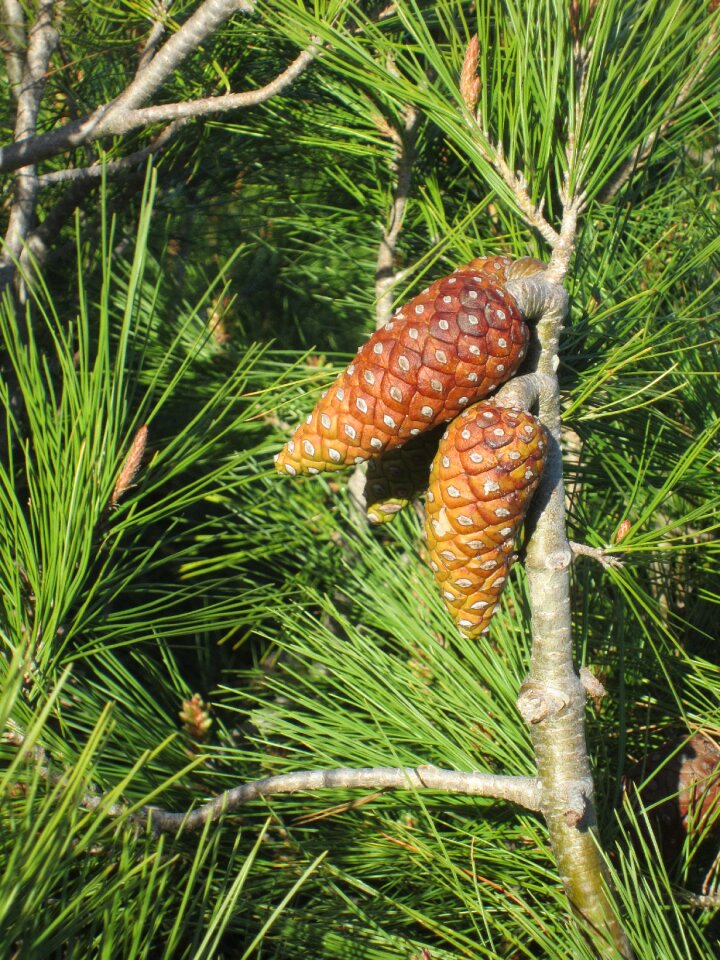 Tree nature fir