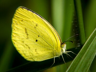 Insect leaf garden