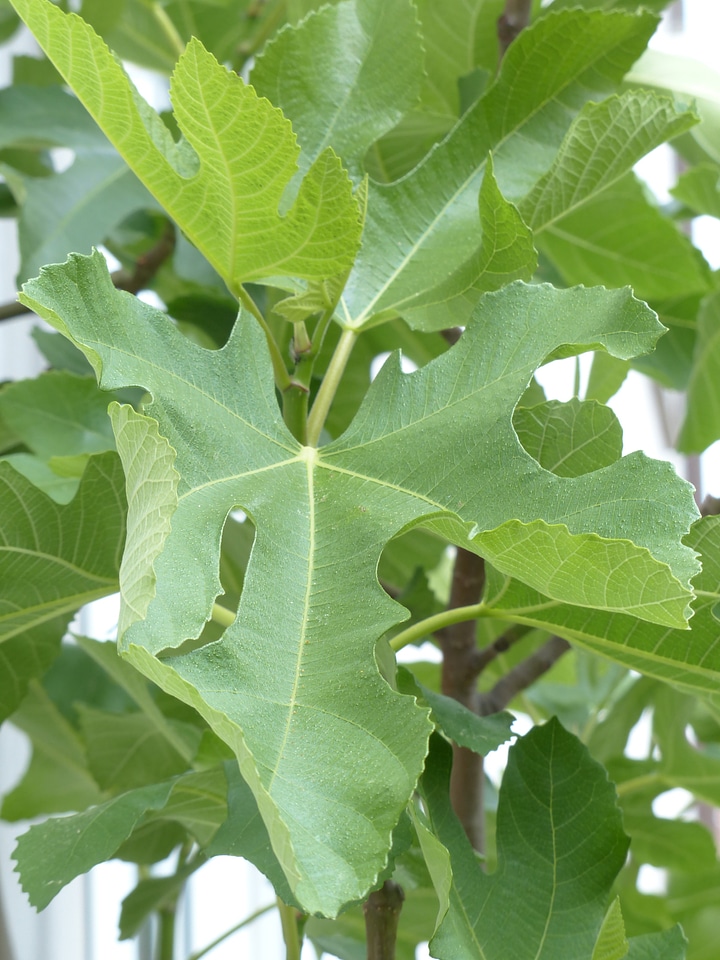 Real coward ficus carica green
