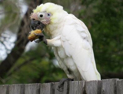 Birds avian australia photo