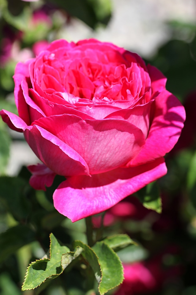 Bloom nature plant
