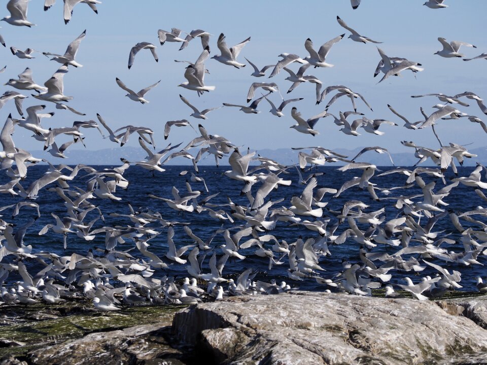 Wings nature flight