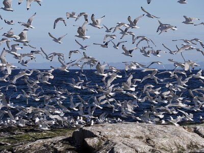 Wings nature flight