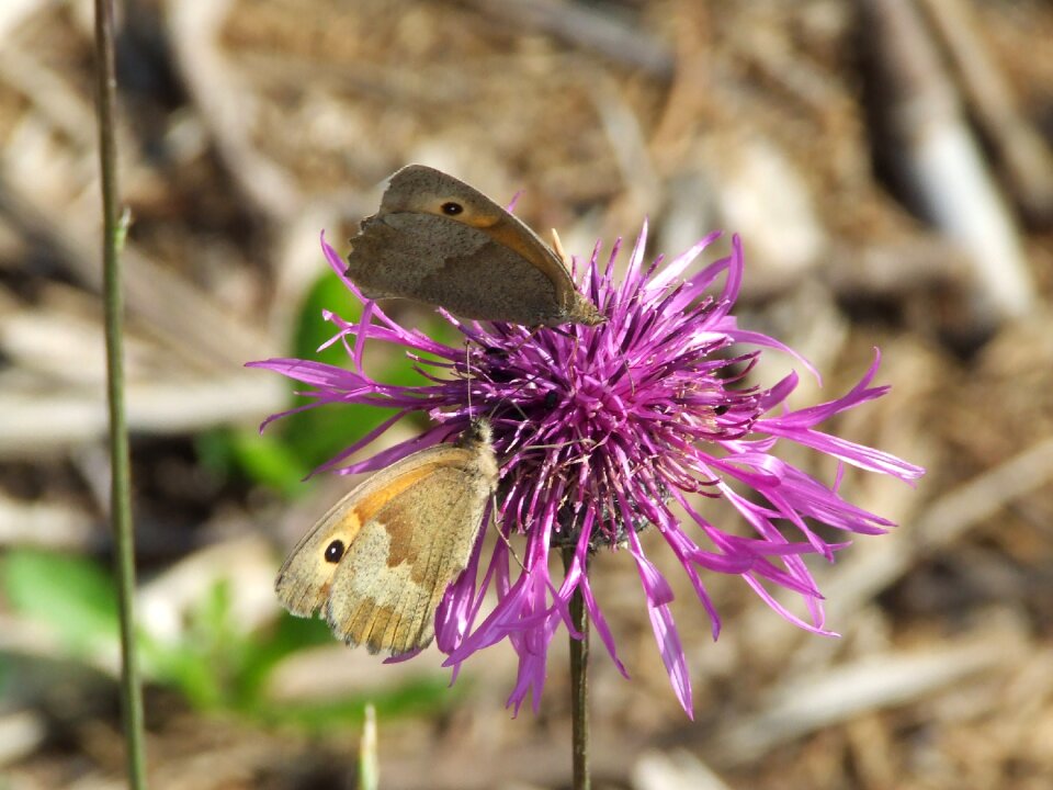 Summer insect blossom