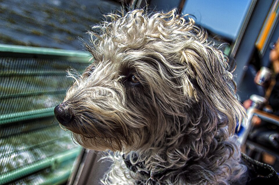 Looking terrier pet
