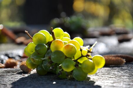 Grape autumn table