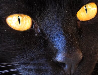 Cat yellow eyes photo