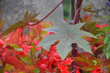 Garden nature leaf