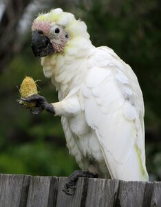 Birds avian australia photo