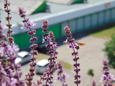 Plant spice herb