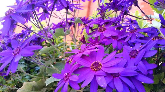 Summer flora natural