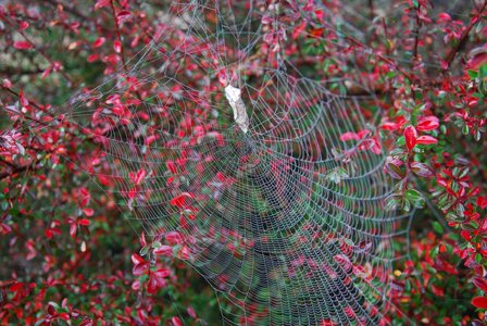 Australia red berries spider
