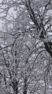 Freeze snowfall wintertime
