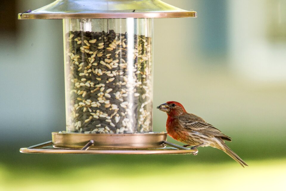 Finch wildlife nature