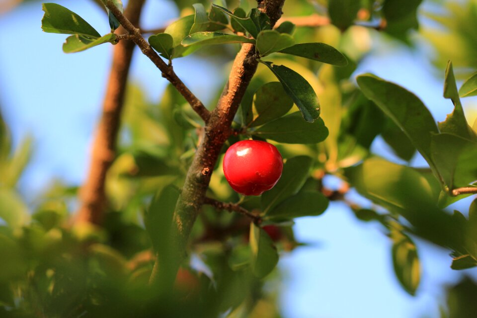 Cherry fruit red