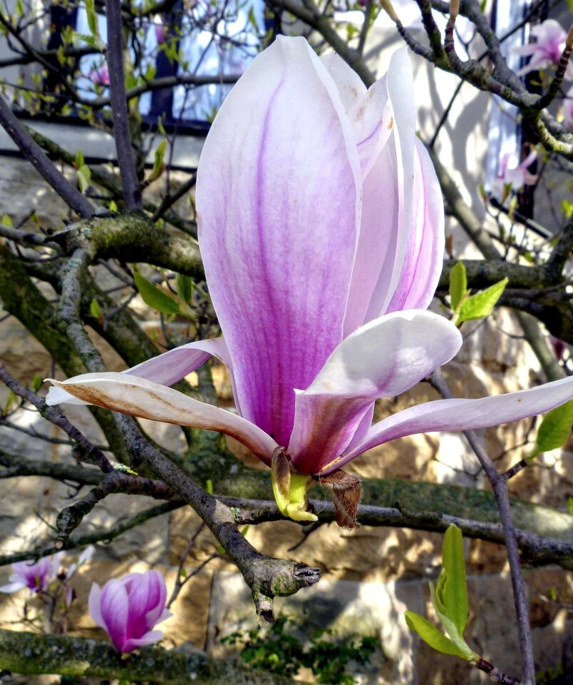 Bloom pink flower blossom