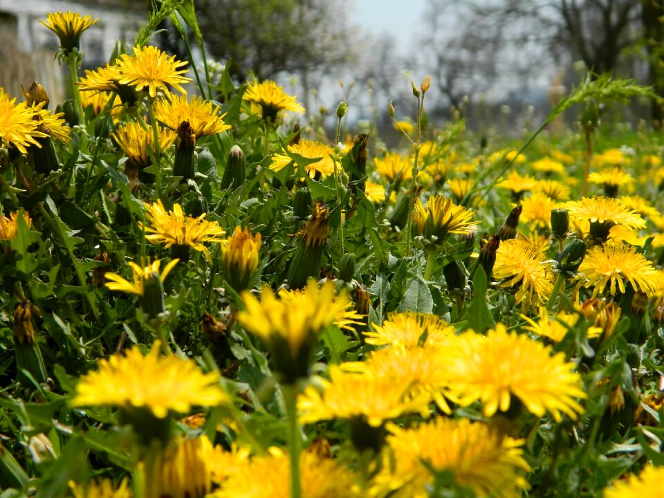 Nature greens summer