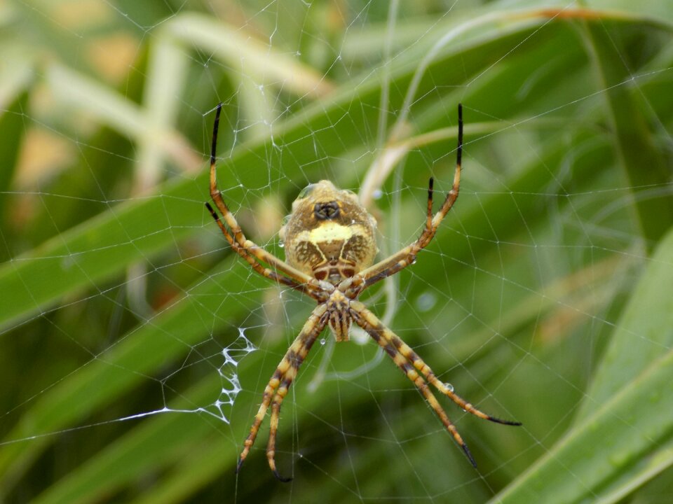 Web nature approach