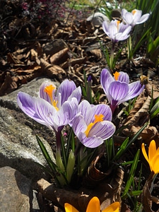 Nature plant garden photo