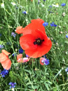 Field of poppies poppy blossom