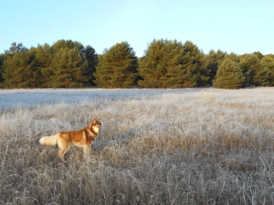 Frost pinewood pet